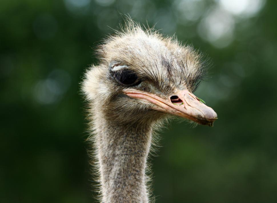 Free Image of Close  up of ostrich 