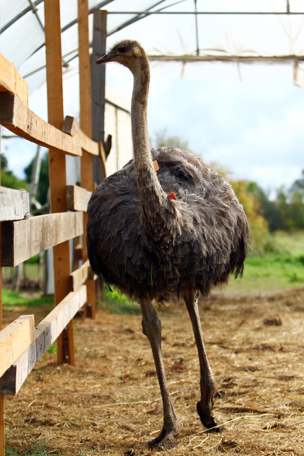 Free Image of Beautiful ostrich 