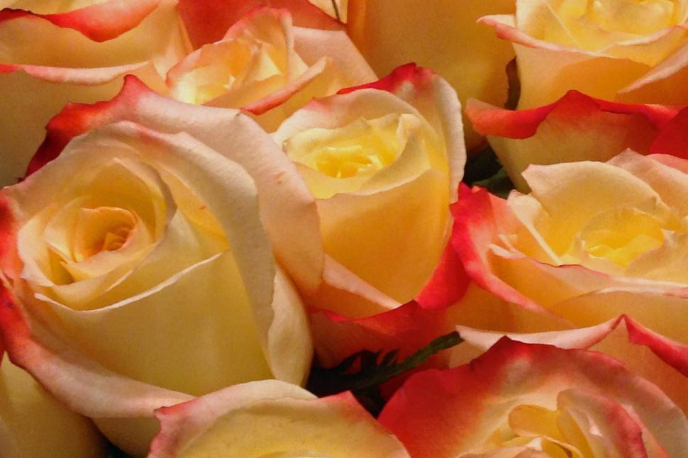 Free Image of Rose Blooms Closeup 