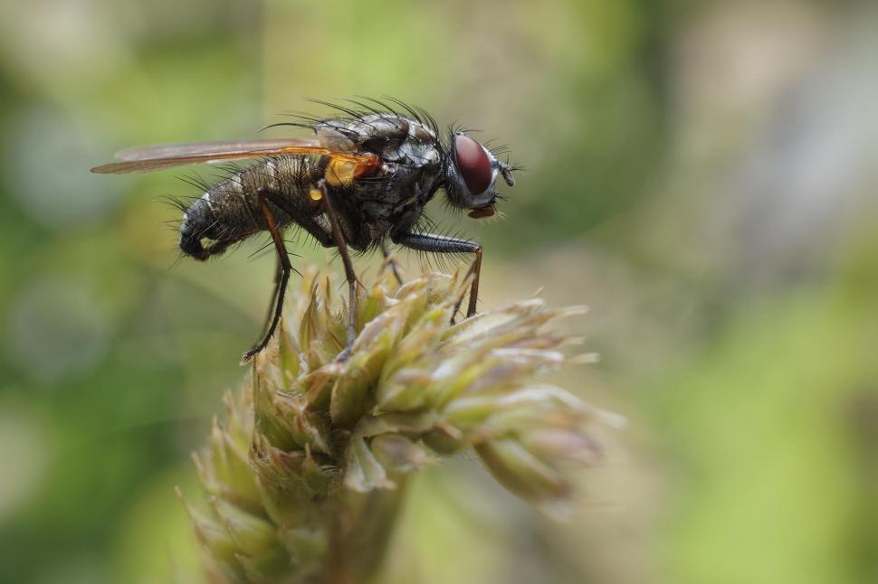 Free Image of A fly on grass 