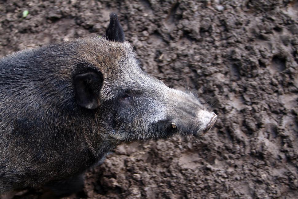 Free Image of Wild boar 