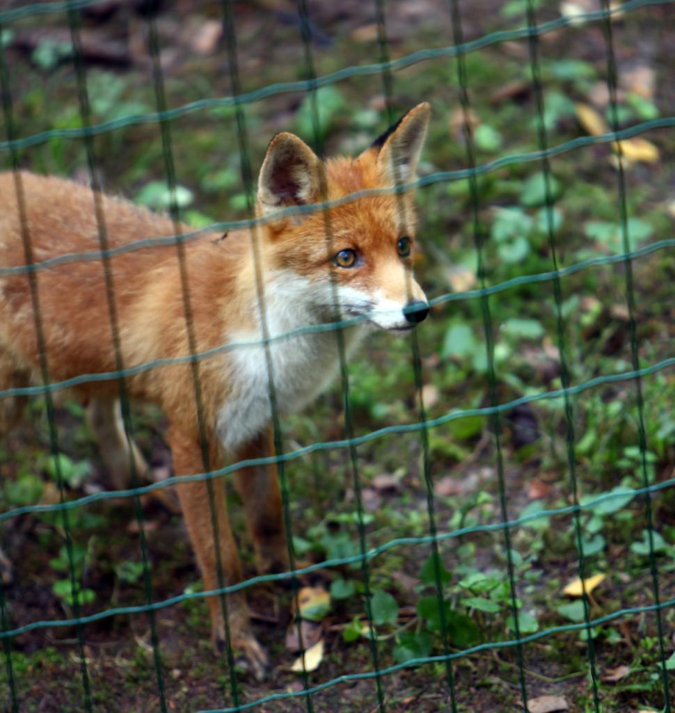 Free Image of Beautiful red fox 