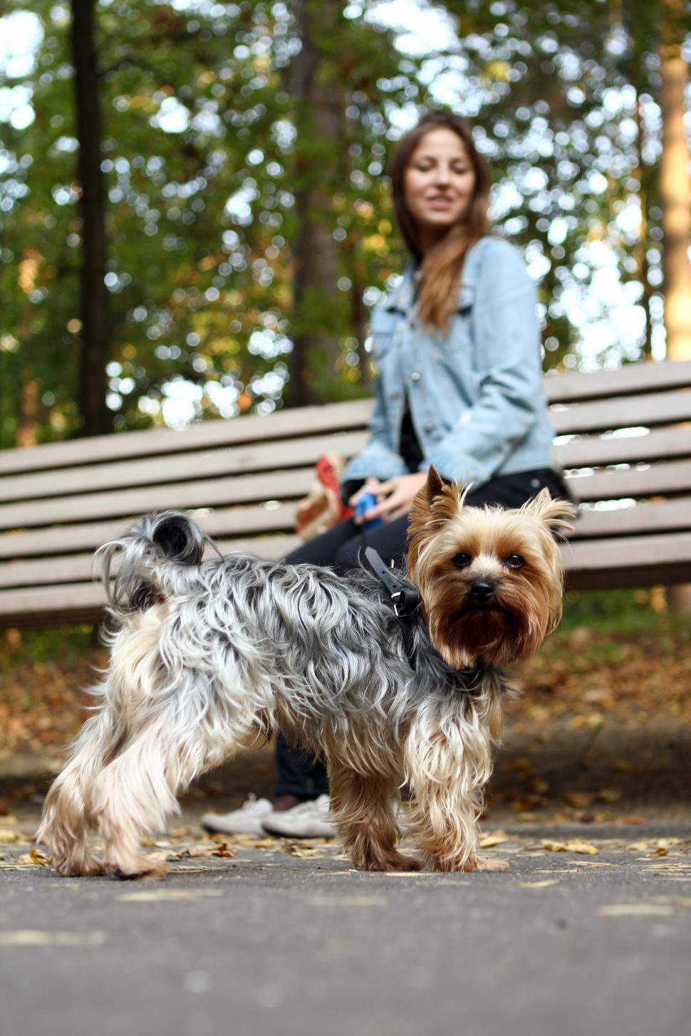 Free Image of Woman outdoors with her cute Yorkie 
