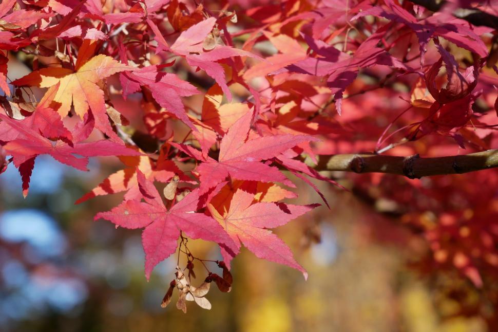 Free Image of Maple Leaves In Autumn 