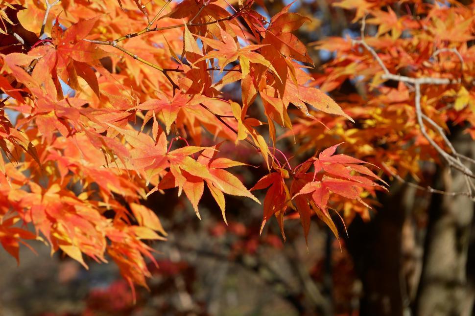 Free Image of Maple Leaves In Autumn 