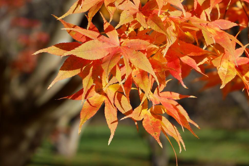 Free Image of Orange Maple Leaves 