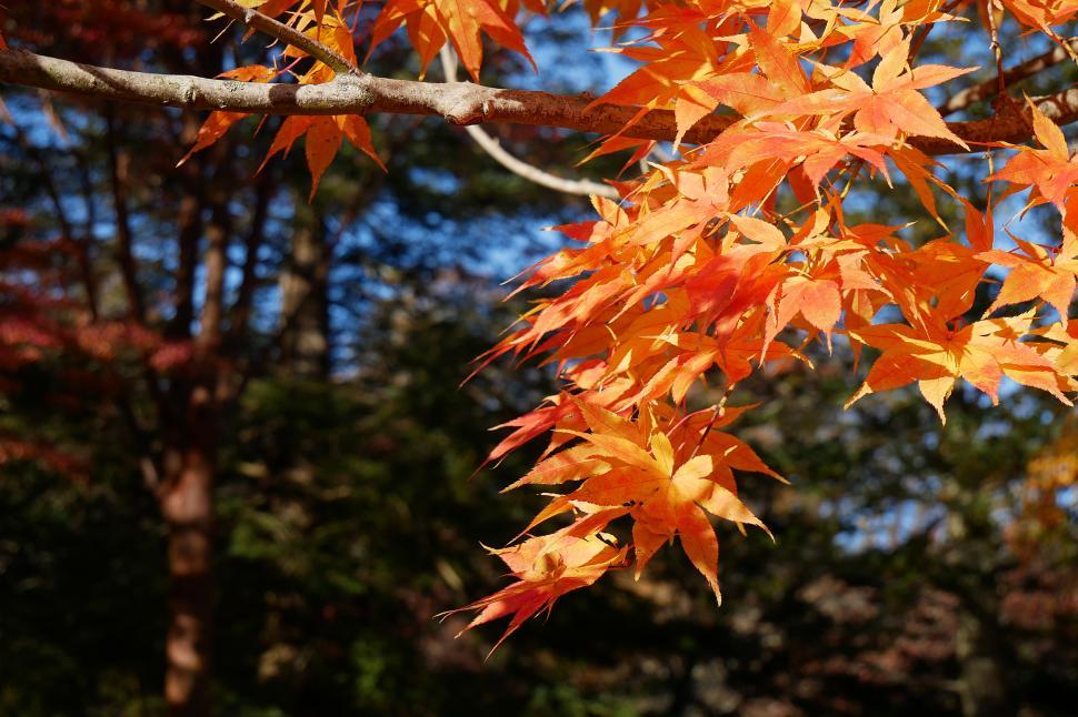 Free Image of Fall Colors - Maple Leaves In Autumn 