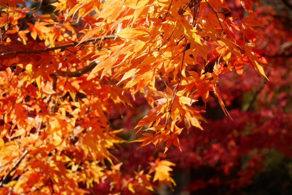 Free Image of Autumn Colors 