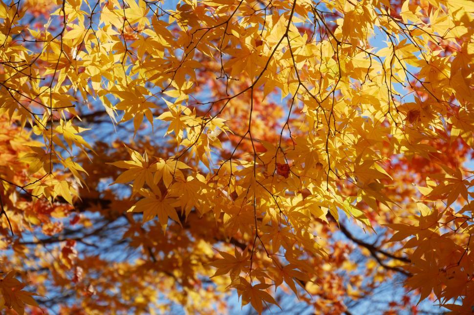 Free Image of Maple Leaves In Autumn Colors 
