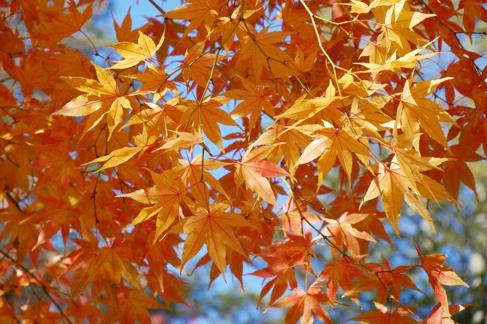 Free Image of Maple Tree Fall Colors 