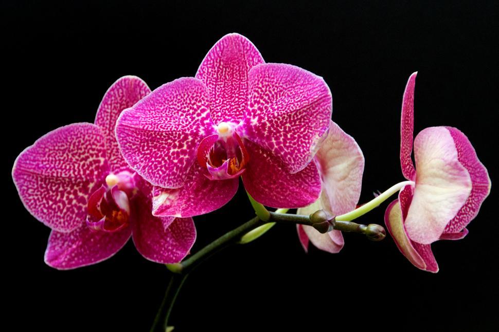 Free Image of Pink Moth Orchid Flowers 