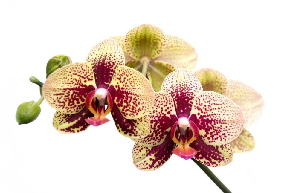 Free Image of Yellow Red Moth Orchid Flowers 