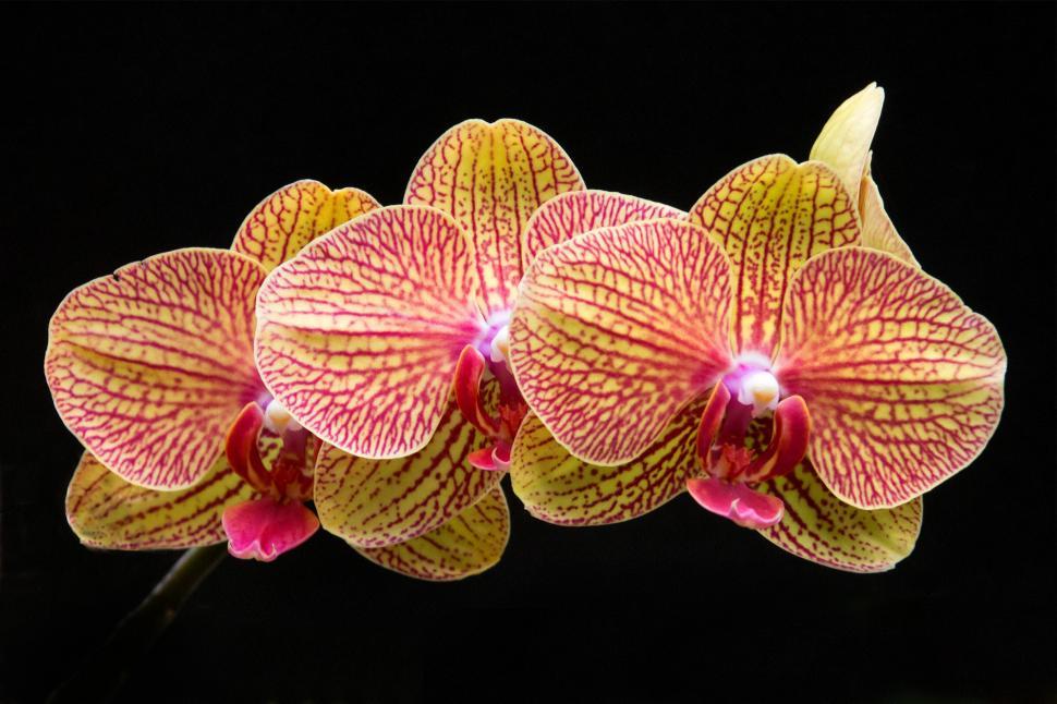 Free Image of Orange Striped Moth Orchid Flowers 
