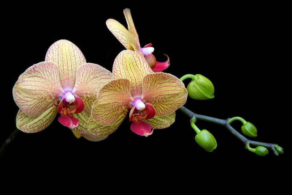 Free Image of Orange Striped Moth Orchid Flowers 