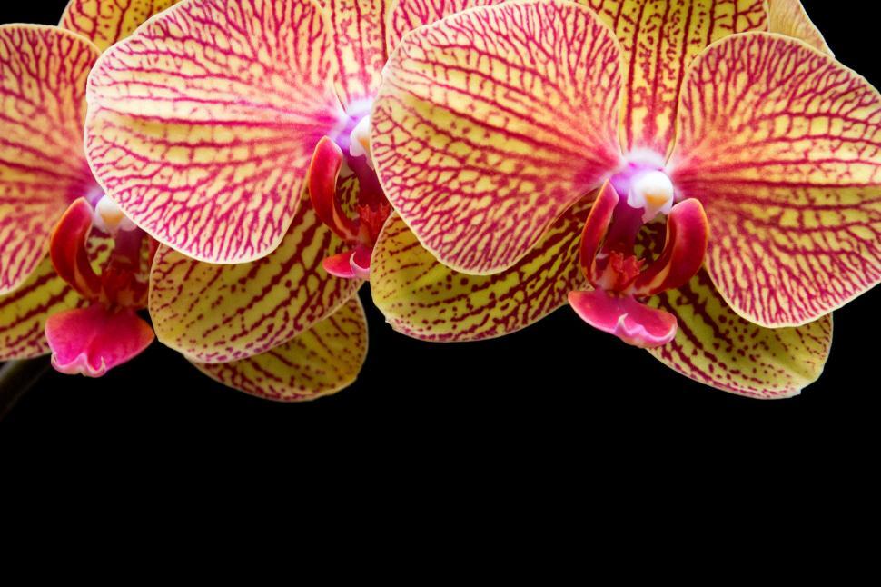 Free Image of Orange Blooms Moth Orchid Header 