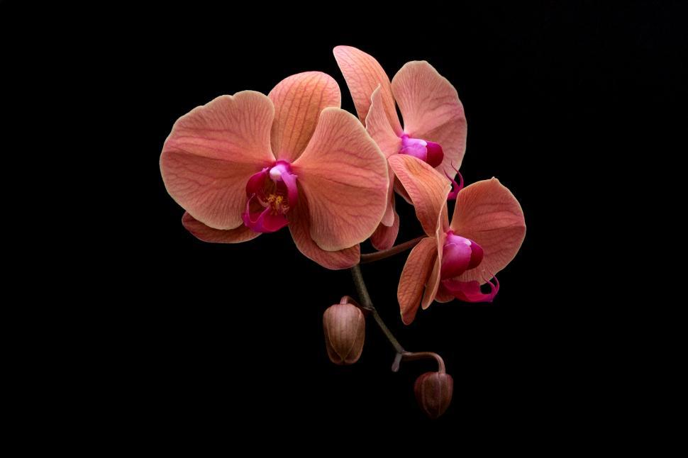 Free Image of Orange Moth Orchid Flowers  