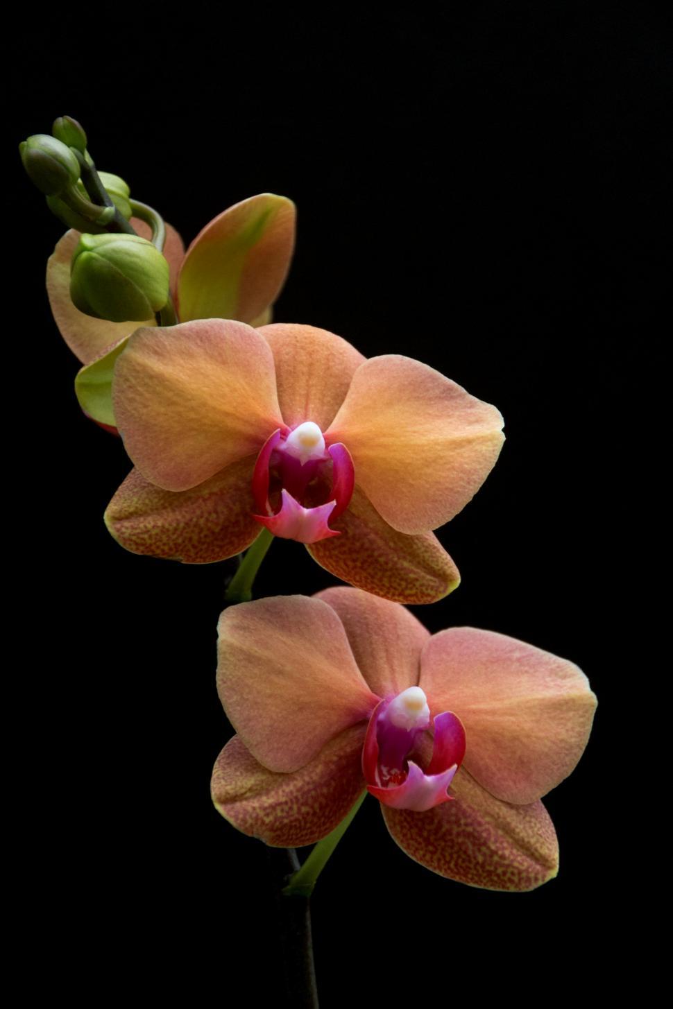 Free Image of Orange Flowers Moth Orchid 
