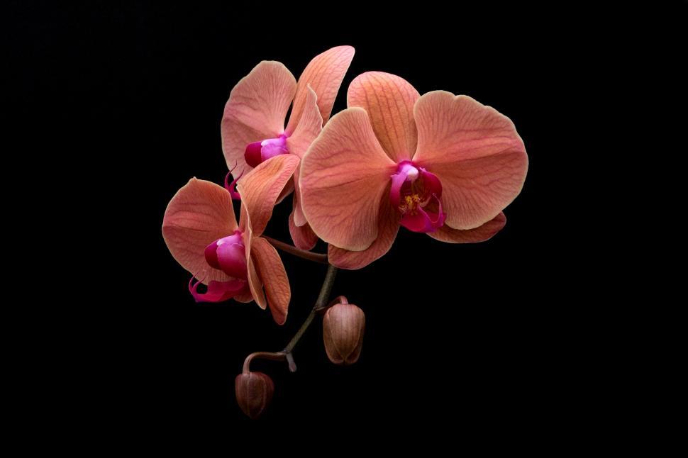 Free Image of Orange Moth Orchid Blooms  