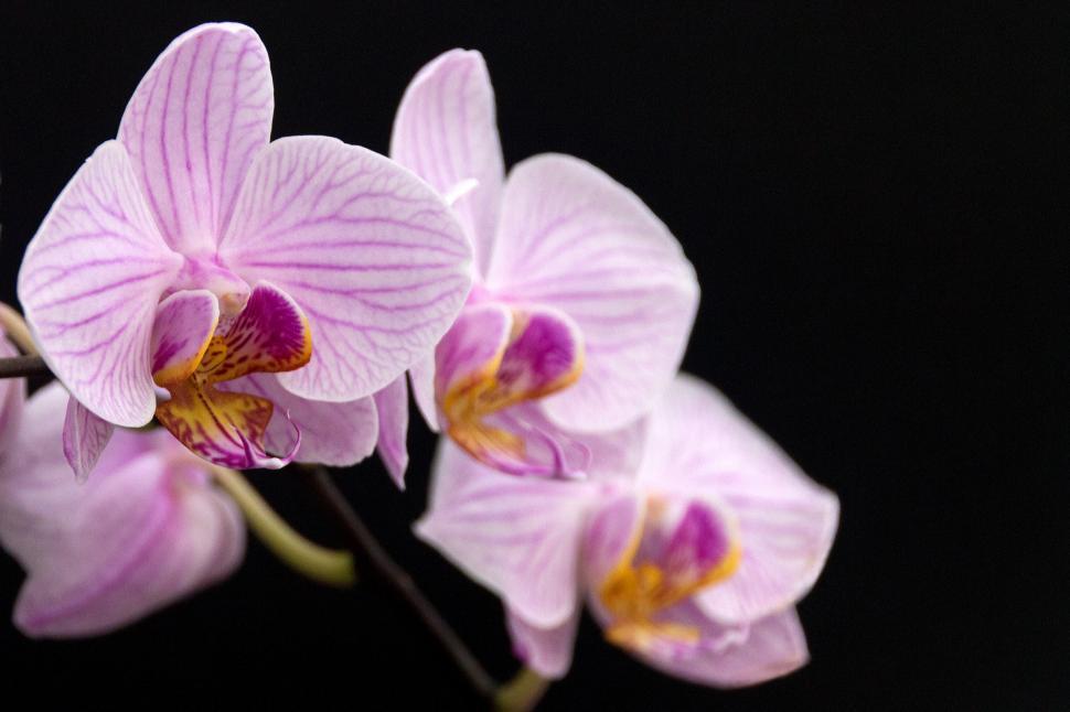 Free Image of Pink Blooms of a Moth Orchid 