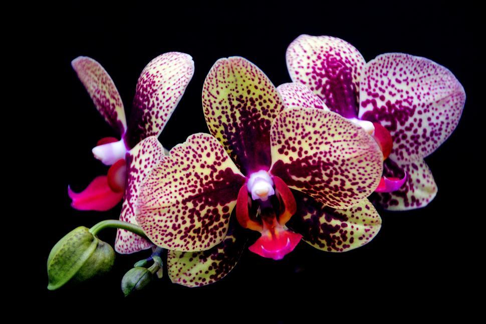 Free Image of Three Red Dot Moth Orchid Flowers 