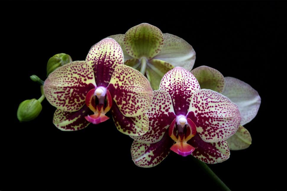 Free Image of Red Dot Moth Orchid Flowers 