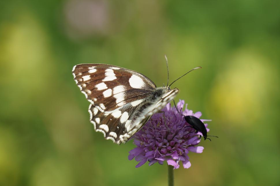Free Image of Close up with a butterfly  