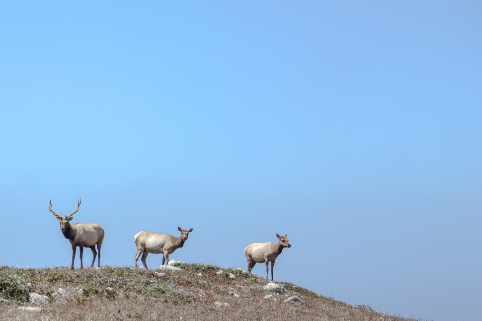 Free Image of Herd of Elk 