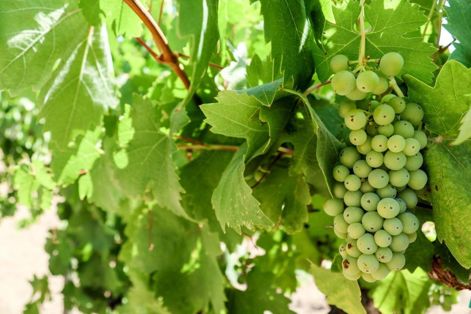 Download Free Stock Photo of Grapes on the Vine 