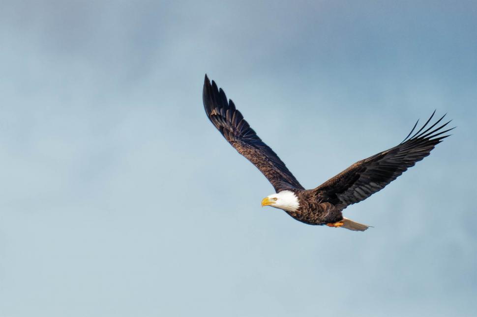 Download Free Stock Photo of Bald Eagle 