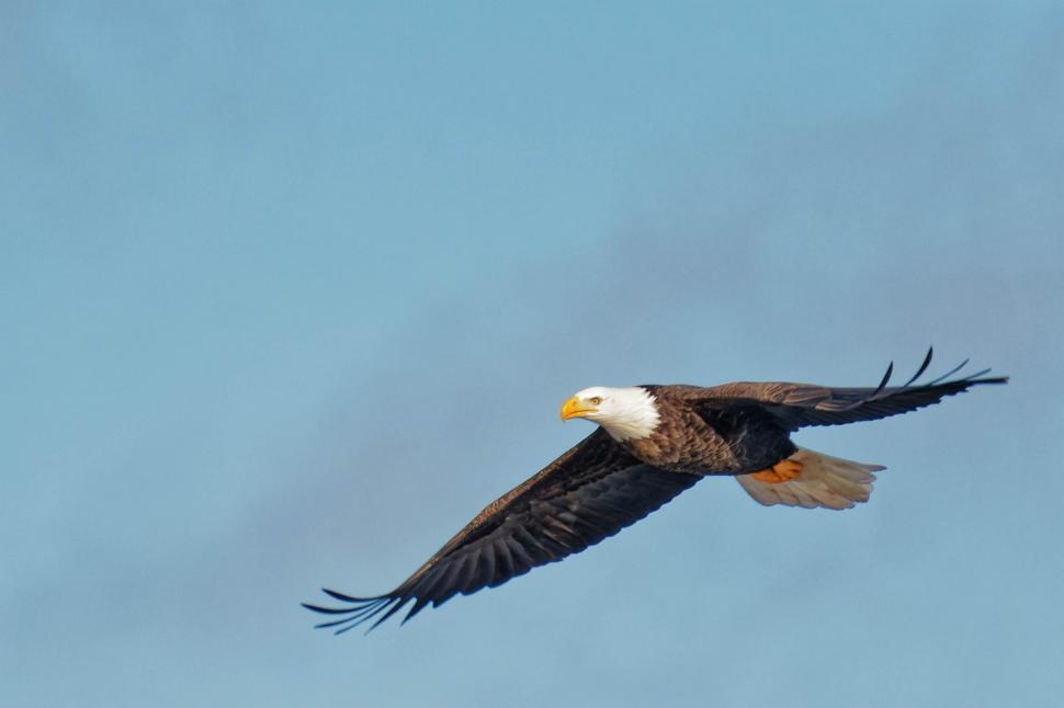 Free Image of Bald Eagle with blue sky 
