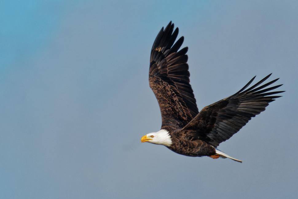 Download Free Stock Photo of Bald Eagle Flying 