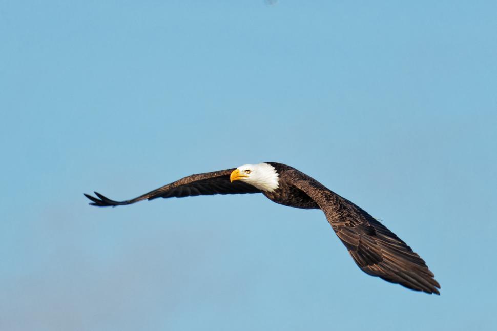 Download Free Stock Photo of Bald Eagle with wings extended 