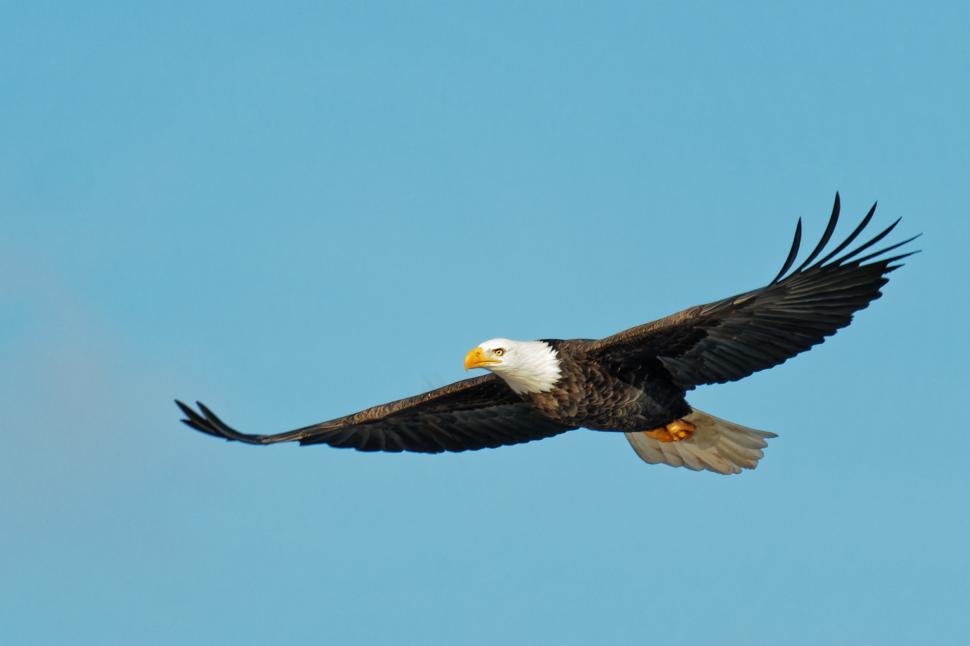 Download Free Stock Photo of Bald Eagle in flight 