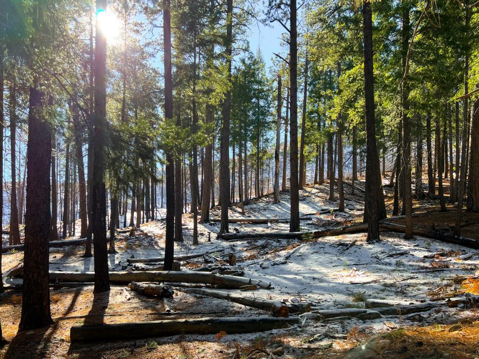 Free Image of Pine forest with shadows and snow 
