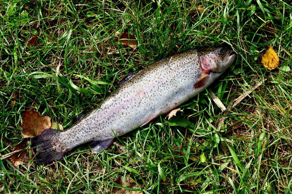 Free Image of fresh salmon on grass 