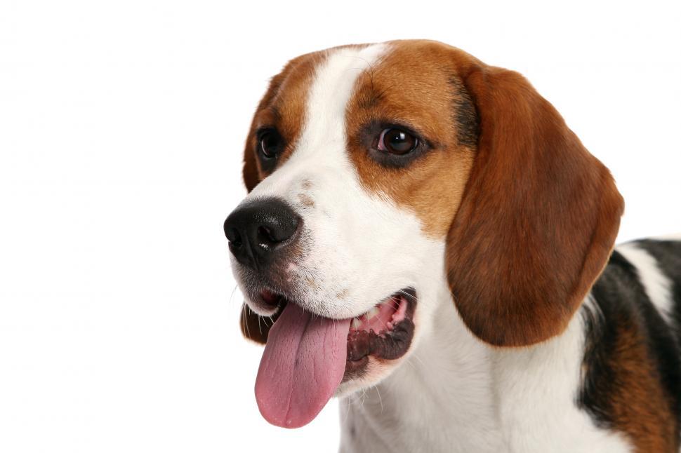Free Image of beautiful Beagle dog on white 