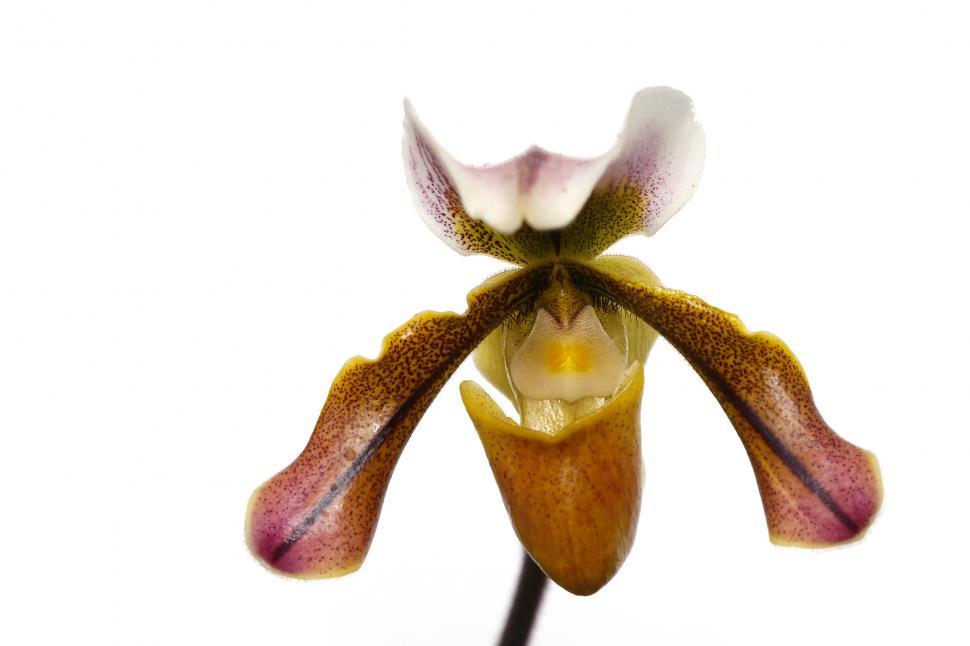 Free Image of Lady Slipper Orchid on White 