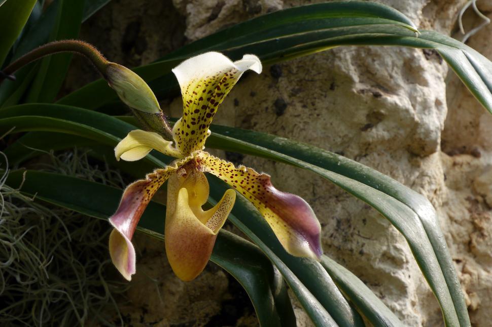 Free Image of Lady Slipper Orchid Bloom 
