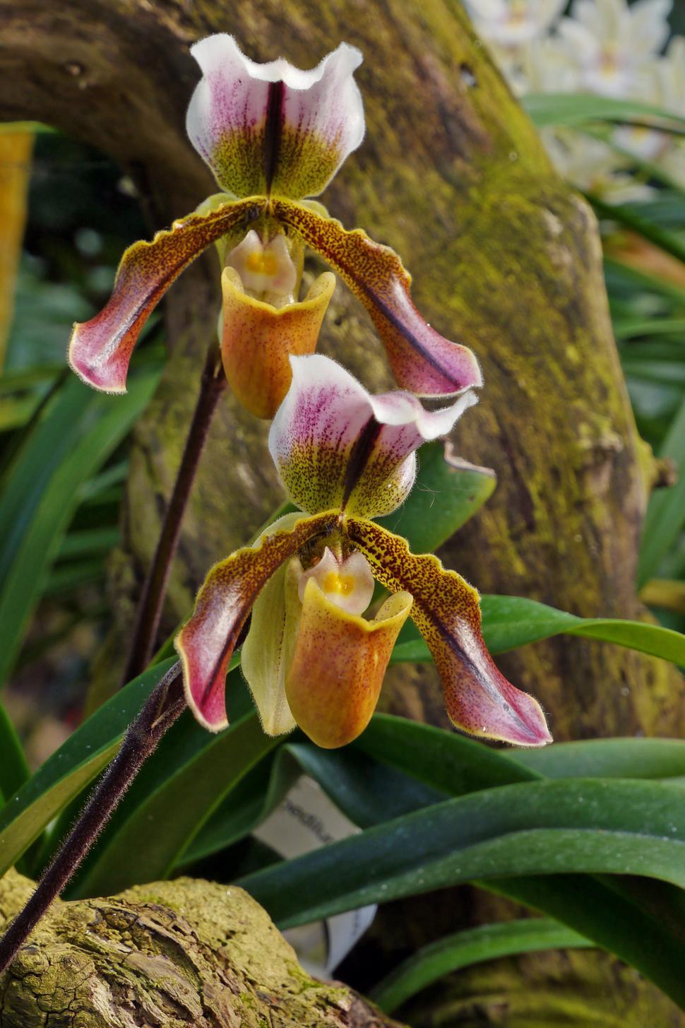 Free Image of Lady Slipper Orchid Blooms 