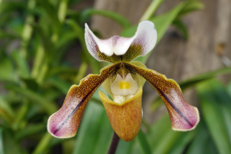 Free Image of Lady Slipper Phragmipedium Orchid 