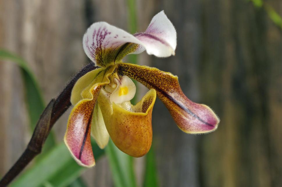 Free Image of Lady Slipper Orchid 