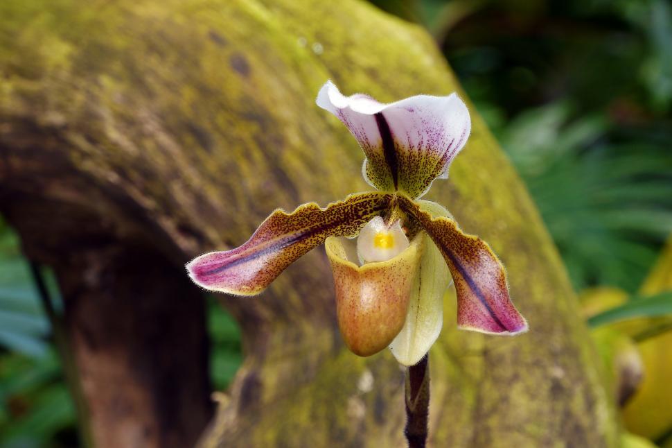 Free Image of Lady Slipper Orchid Bloom 