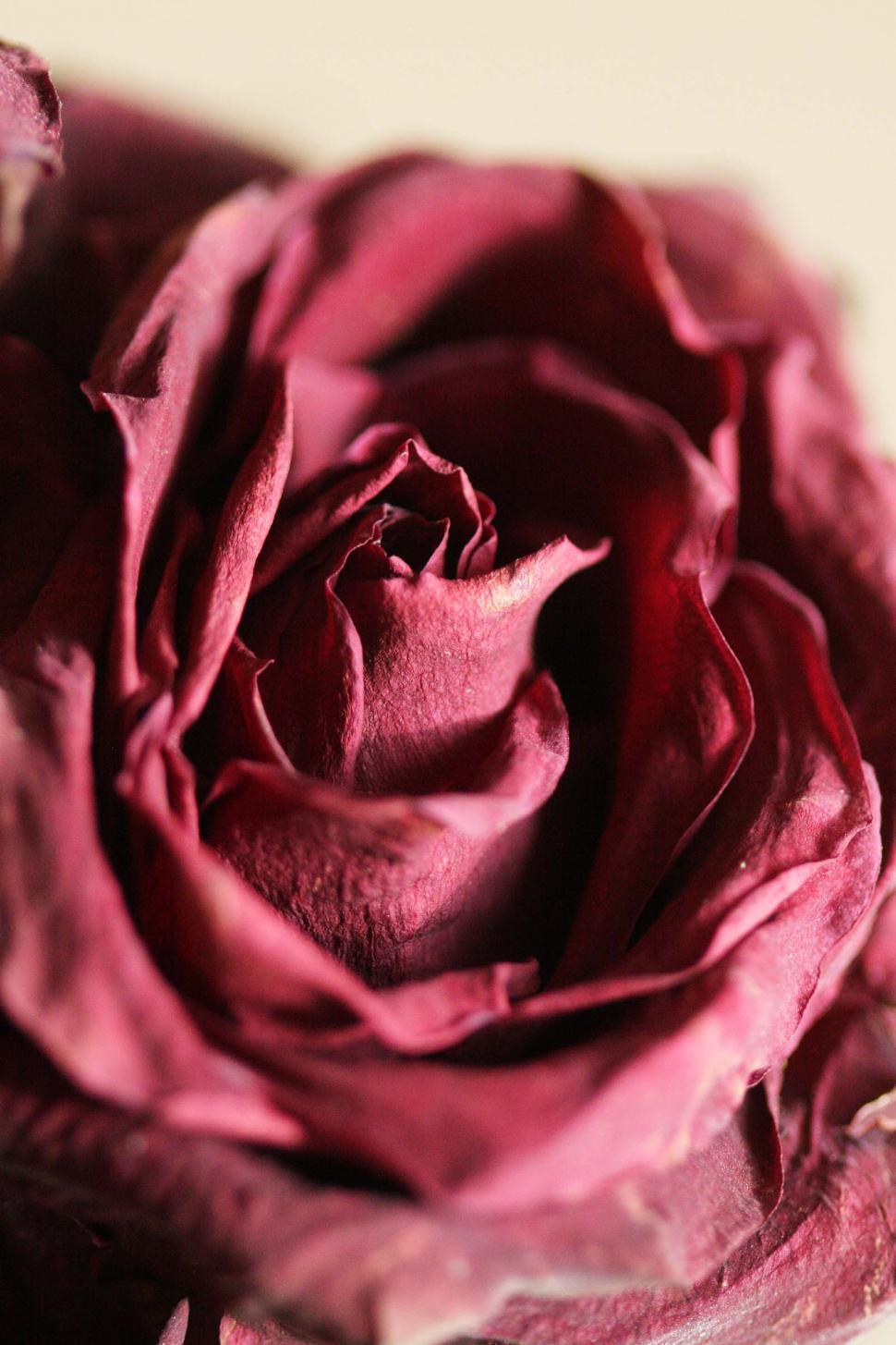Free Image of Red Rose - Shrivelled 