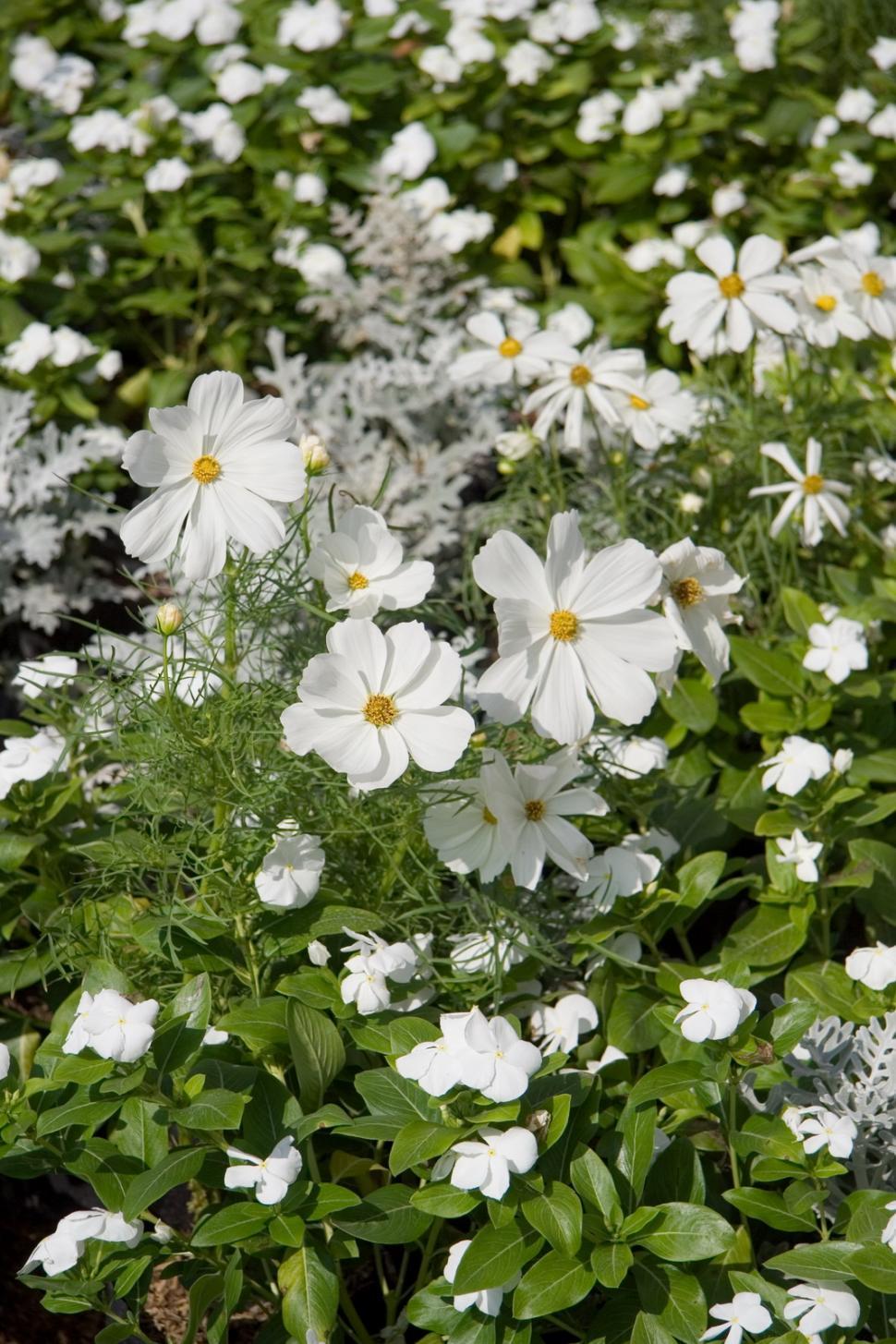Free Image of Field of White Flowers With Green Leaves 