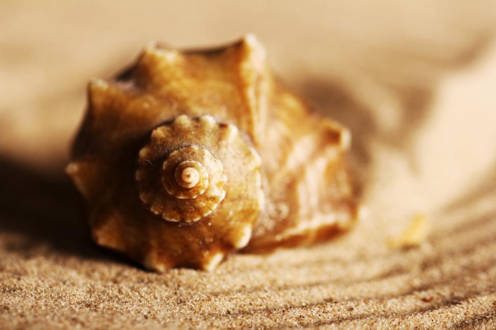Free Image of Seashells on the sand 