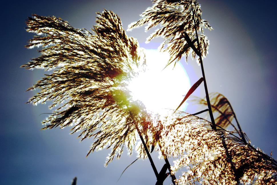 Free Image of Reed in the sun 