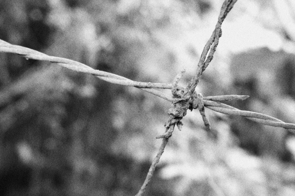 Download Free Stock Photo of Barbed wire grainy effect black and white  