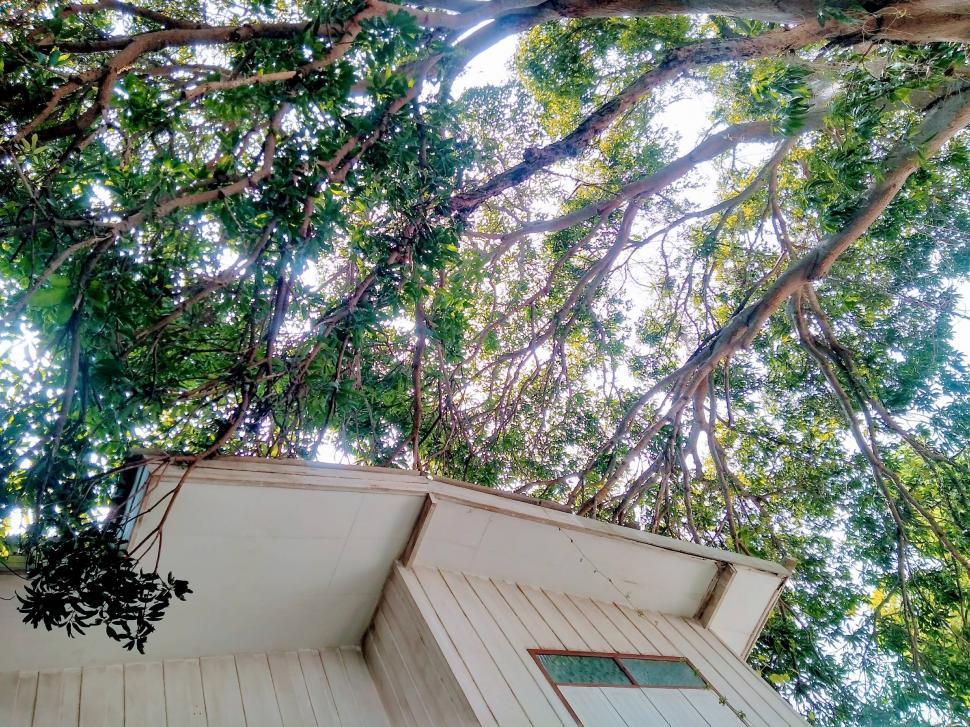 Free Image of Wooden house under tree canopy  