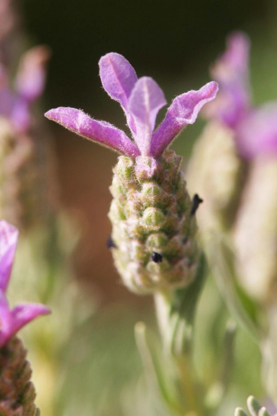 Free Image of Lavender Flowers 