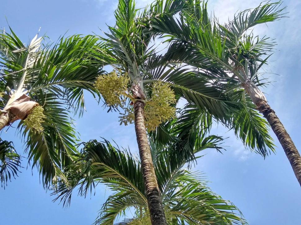 Download Free Stock Photo of Palm trees and blue sky  